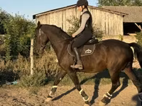 حصان, Nonius horse — الصورة 3