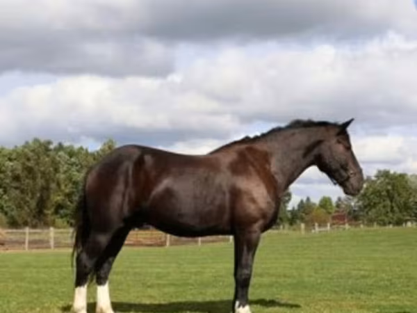 Caballo, Percheron