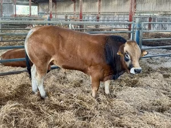 ثور, Partenaise cattle