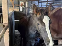 母马, Horses — 照片 3