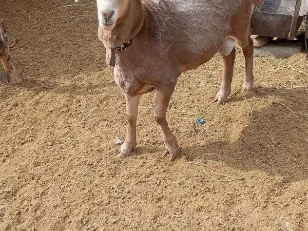 मेढ़ा, Katum sheep