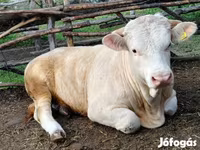 सांड, Simmental cattle — फ़ोटो 8