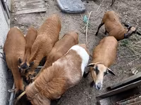 公羊, Cameroon sheep — 照片 7