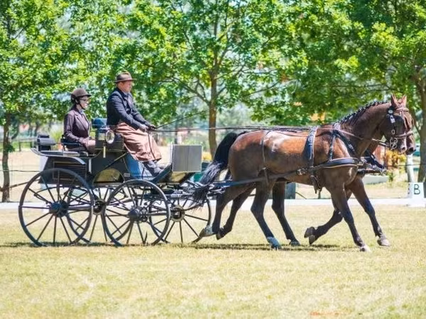 घोड़ा, Hungarian horse breed