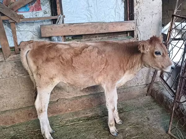 Krowa, Rasa alatauska