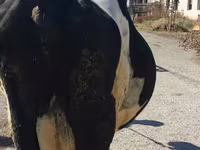 Уй, Голштин тукуму — сүрөт 2