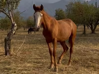 Hengst, Tiger horse — Foto 3