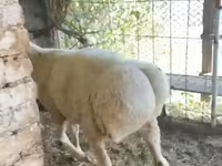 Ram, Rhon sheep — photo 2
