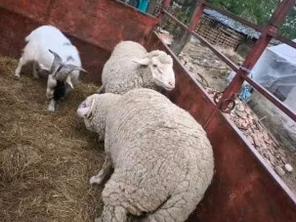 Bélier, Moutons