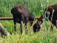 Ovce, Arashan sheep — foto 2
