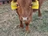 Toro, Dexter — foto 1