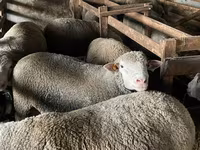 公羊, Ile-de-France sheep — 照片 4