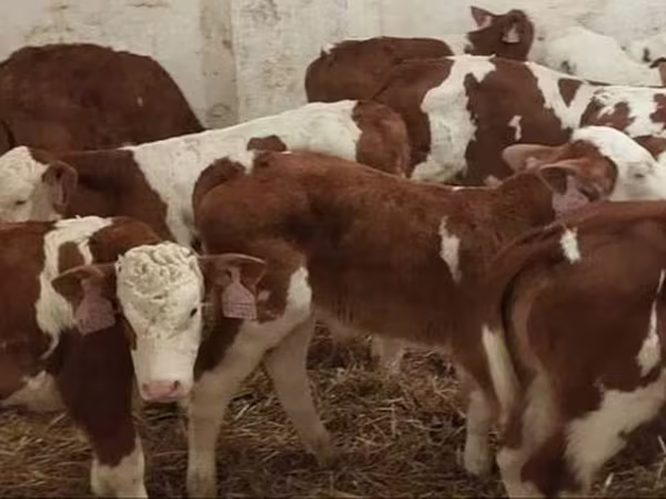 Бик, Simmental cattle