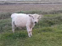 Taureau, Vache galloise — photo 2