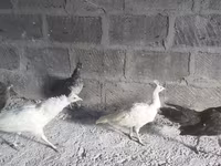 白色 — 照片 2