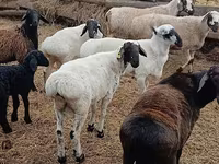 Qoç, Arashan sheep — foto 4