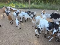 Ziege, Nigerian dwarf goats — Foto 1