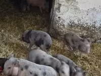 Pigs (batch, sex not specified), Вьетнамская вислобрюхая — photo 7