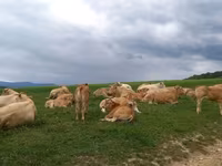 Vache, Blonde d’Aquitane cattle — photo 2