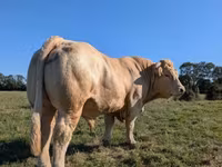 Бик, Charolais cattle — фото 2