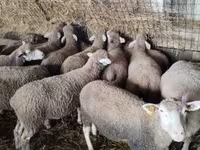 Ovce, Ile-de-France sheep — foto 4