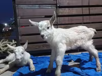 Ziege, Saanen goat — Foto 3