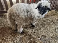 मेढ़ा, Wallis Country sheep — फ़ोटो 2