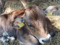 Toro, Raza carpatiana marrón — foto 2