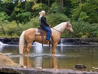 Cheval, Palomino — photo 2