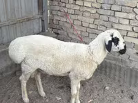 Bélier, Suffolk sheep — photo 1