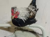 ياكيدو — الصورة 3