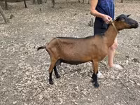 Goat, Alpine goat — photo 2
