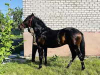 Cheval, Swedish warmblood horse — photo 5