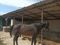 Cheval, Karachay horse — photo 4