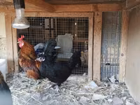 Chickens — photo 3