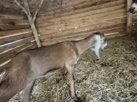 बकरी, Nubian Goat — फ़ोटो 1
