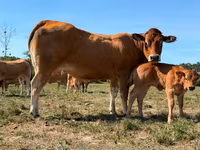 Vache, Partenaise cattle — photo 2