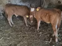 सांड, लिमोज़िन गाय — फ़ोटो 3