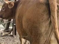 Vaca, Ganado vacuno — foto 4
