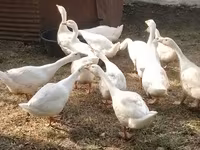 Kuban — photo 1