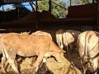 गाय, Blonde d’Aquitane cattle — फ़ोटो 2