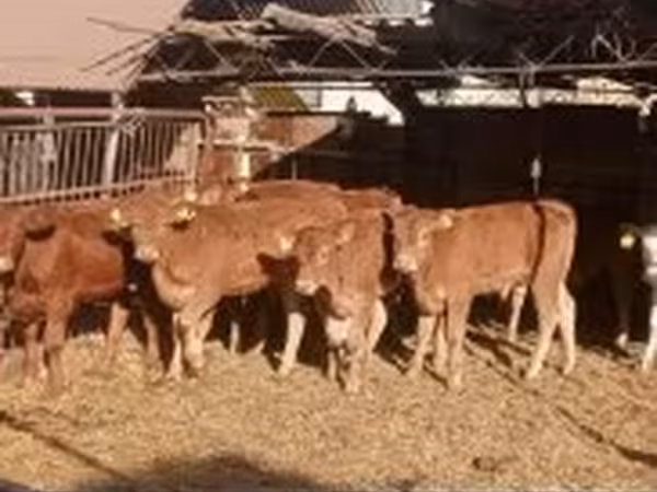 公牛, Limousin cow