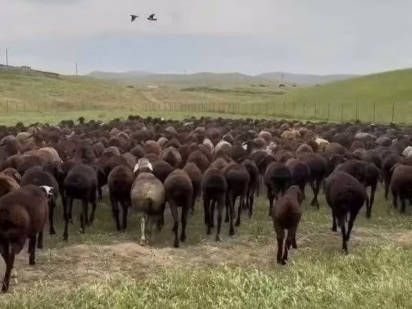 Баран, Вівці
