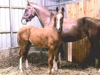 Koń, Dutch warmblood horse — zdjęcie 2
