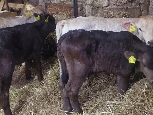 公牛, Simmental cattle