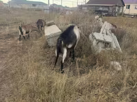 Cabro, Alpine goat — foto 4