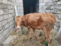 Vaca, Bovinos — foto 1