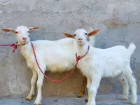 बकरी, Saanen goat — फ़ोटो 4