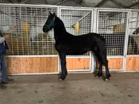 Cheval, Friesian — photo 7