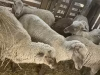 Owca, Blackheaded Persian sheep — zdjęcie 6